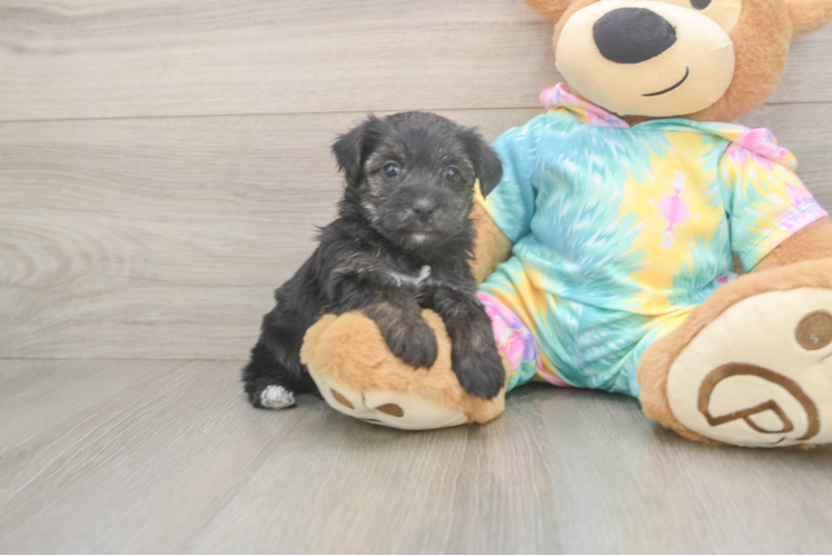 Fluffy Yorkie Poo Poodle Mix Pup