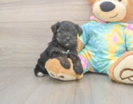 7 week old Yorkie Poo Puppy For Sale - Seaside Pups