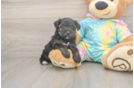 Fluffy Yorkie Poo Poodle Mix Pup