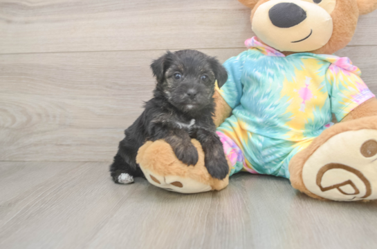 Fluffy Yorkie Poo Poodle Mix Pup