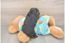 Yorkie Poo Pup Being Cute