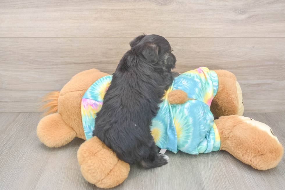 Yorkie Poo Pup Being Cute