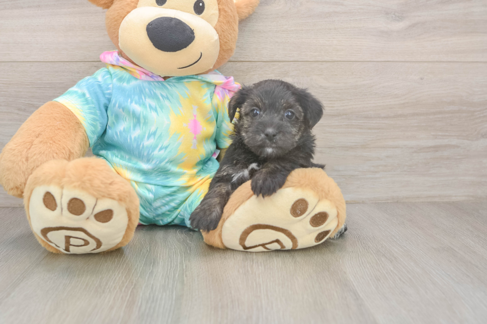 Yorkie Poo Pup Being Cute