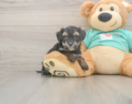 6 week old Yorkie Poo Puppy For Sale - Seaside Pups