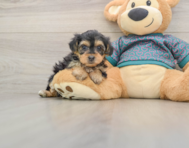 8 week old Yorkie Poo Puppy For Sale - Seaside Pups
