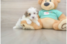 Petite Yorkie Poo Poodle Mix Pup