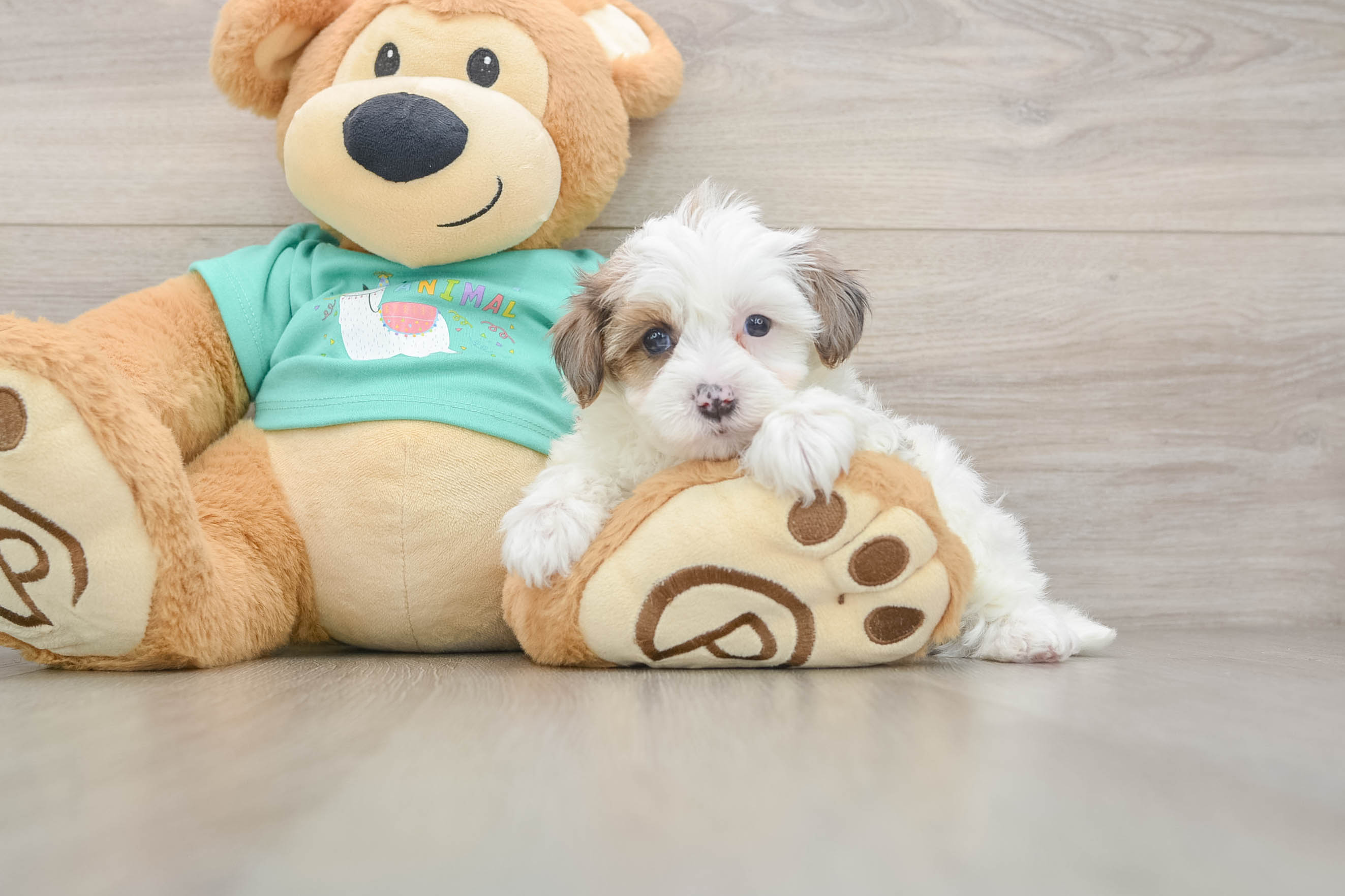 Yorkie Poo Puppy for Adoption