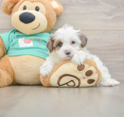 6 week old Yorkie Poo Puppy For Sale - Seaside Pups