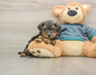 8 week old Yorkie Poo Puppy For Sale - Seaside Pups