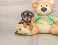 8 week old Yorkie Poo Puppy For Sale - Seaside Pups
