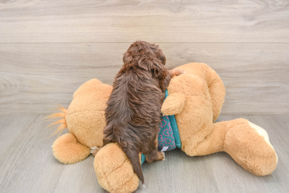Happy Yorkie Poo Baby