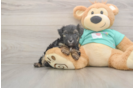 Yorkie Poo Puppy for Adoption
