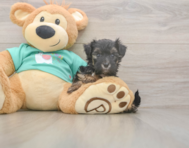 9 week old Yorkie Poo Puppy For Sale - Seaside Pups