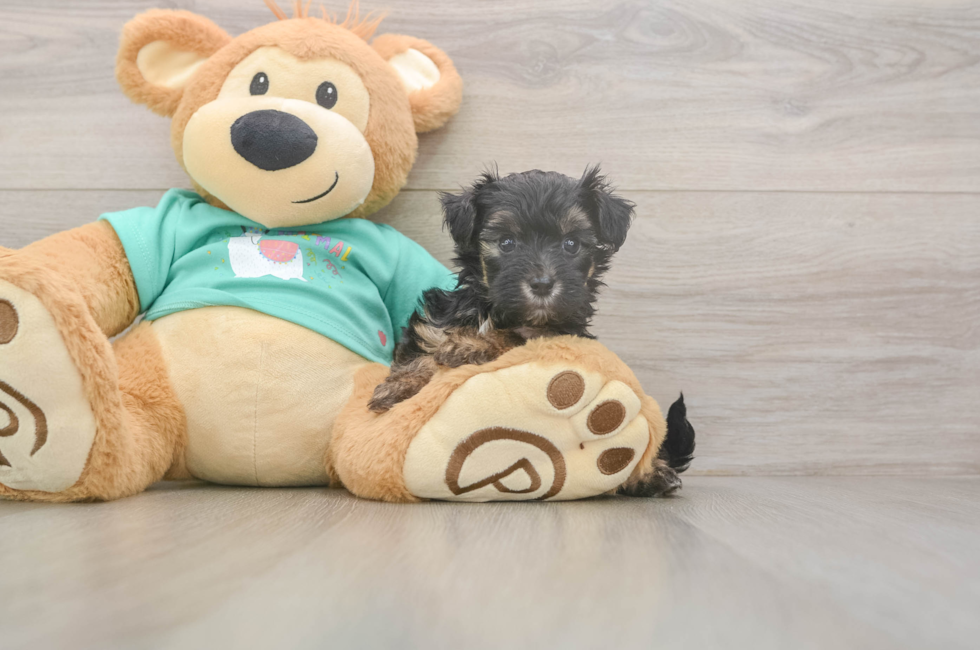 5 week old Yorkie Poo Puppy For Sale - Seaside Pups