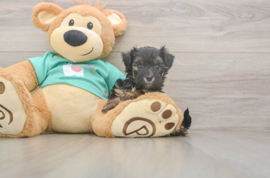 5 week old Yorkie Poo Puppy For Sale - Seaside Pups Little Yorkie Poodle Mix Poodle Mix Puppy