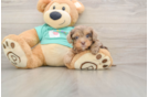 Best Yorkie Poo Baby