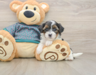8 week old Yorkie Poo Puppy For Sale - Seaside Pups