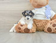 7 week old Yorkie Poo Puppy For Sale - Seaside Pups