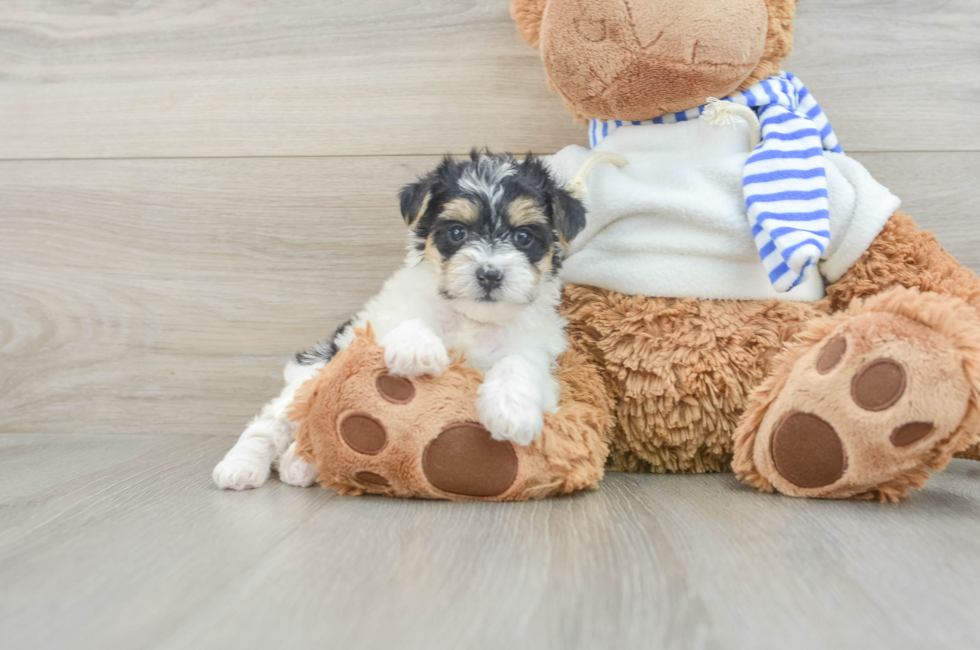 6 week old Yorkie Poo Puppy For Sale - Seaside Pups