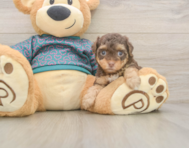 6 week old Yorkie Poo Puppy For Sale - Seaside Pups