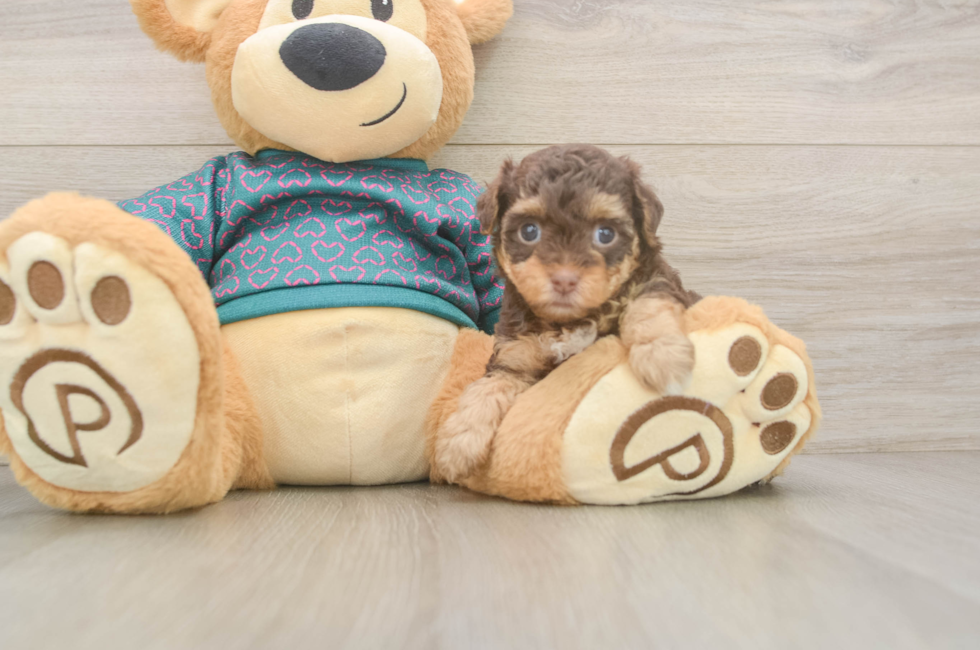 5 week old Yorkie Poo Puppy For Sale - Seaside Pups