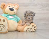9 week old Yorkie Poo Puppy For Sale - Seaside Pups