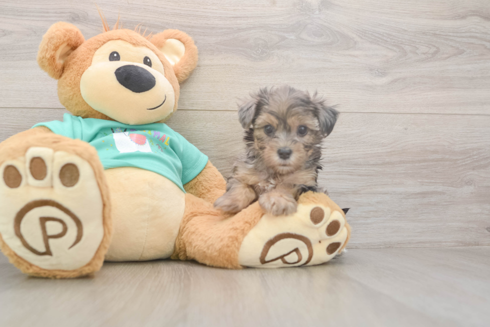 Best Yorkie Poo Baby