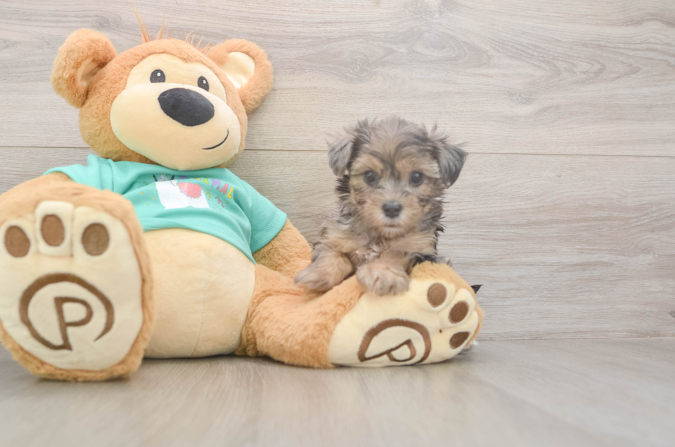 5 week old Yorkie Poo Puppy For Sale - Seaside Pups