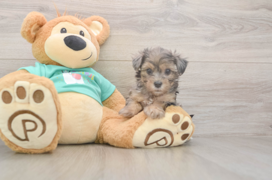 5 week old Yorkie Poo Puppy For Sale - Seaside Pups Best Yorkie Poo Baby