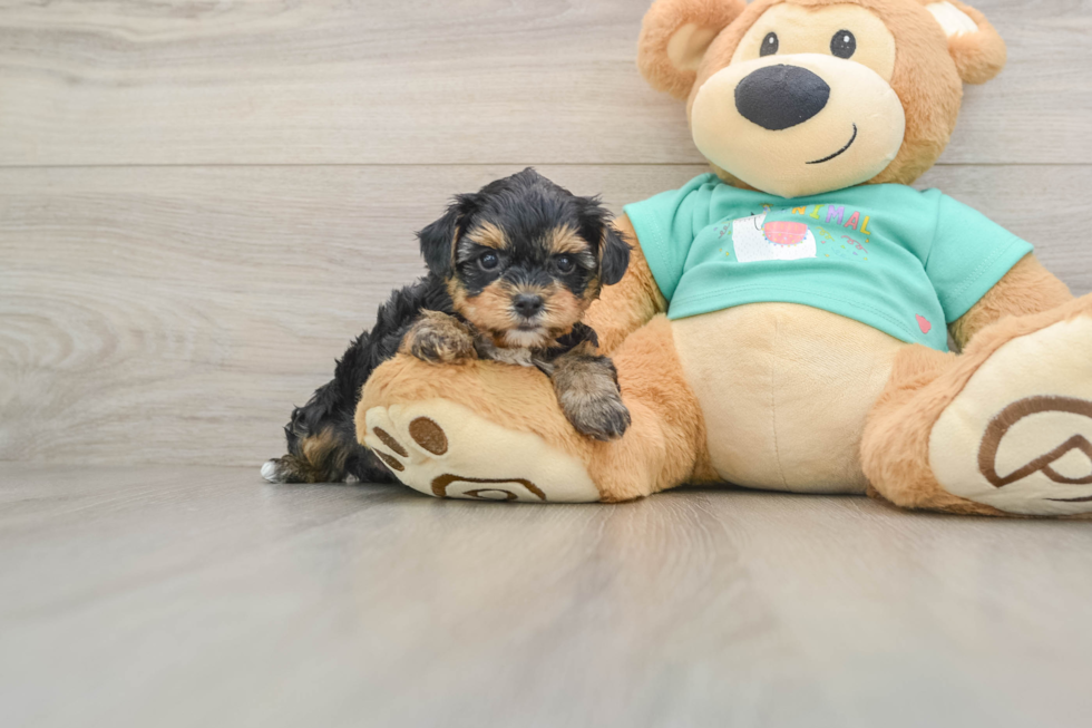 Yorkie Poo Pup Being Cute