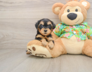 8 week old Yorkie Poo Puppy For Sale - Seaside Pups