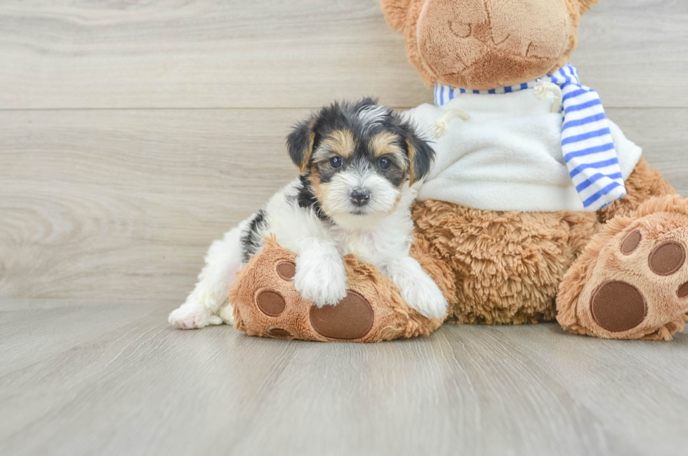 6 week old Yorkie Poo Puppy For Sale - Seaside Pups