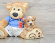 7 week old Yorkie Poo Puppy For Sale - Seaside Pups