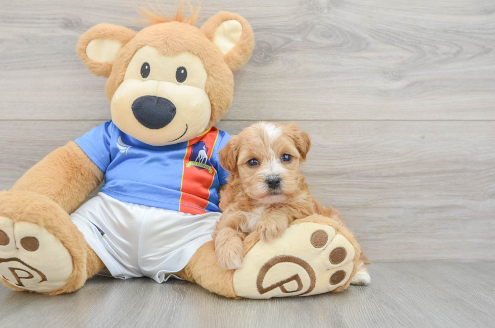 6 week old Yorkie Poo Puppy For Sale - Seaside Pups