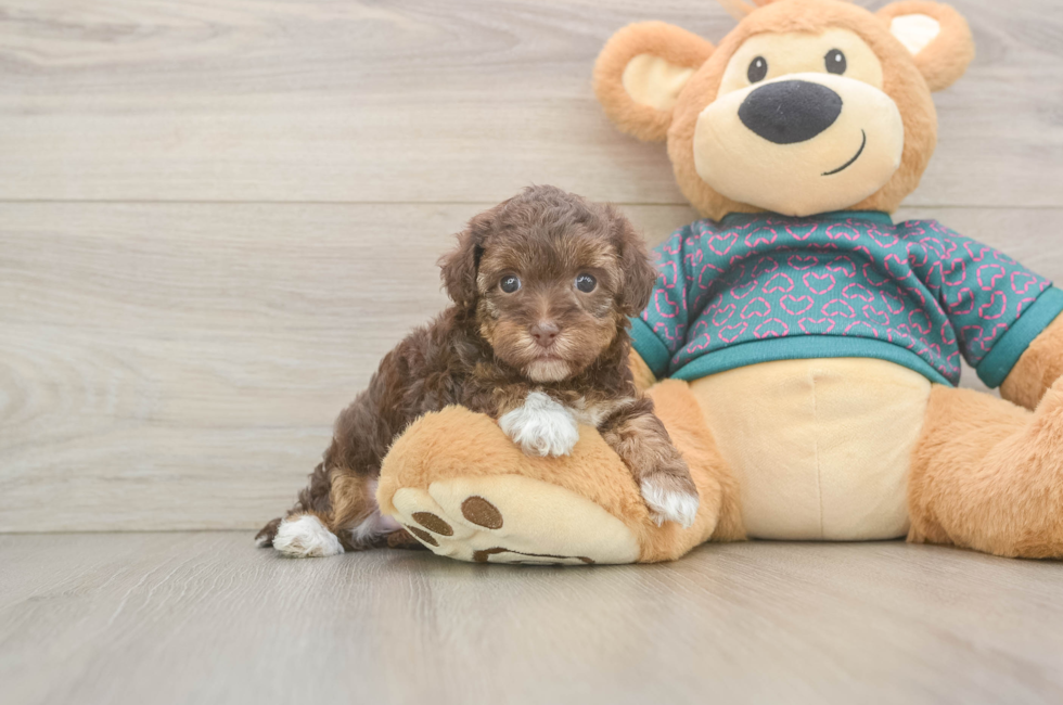 5 week old Yorkie Poo Puppy For Sale - Seaside Pups