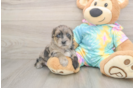 Small Yorkie Poo Baby