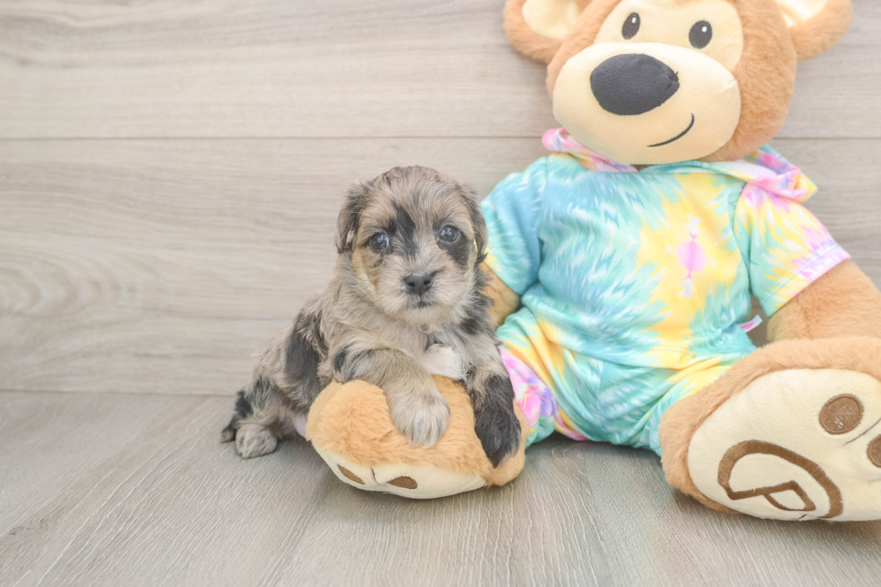 Small Yorkie Poo Baby