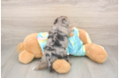 Petite Yorkie Poo Poodle Mix Pup