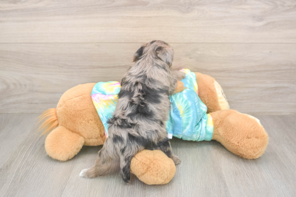 Petite Yorkie Poo Poodle Mix Pup