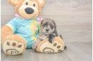 Small Yorkie Poo Baby