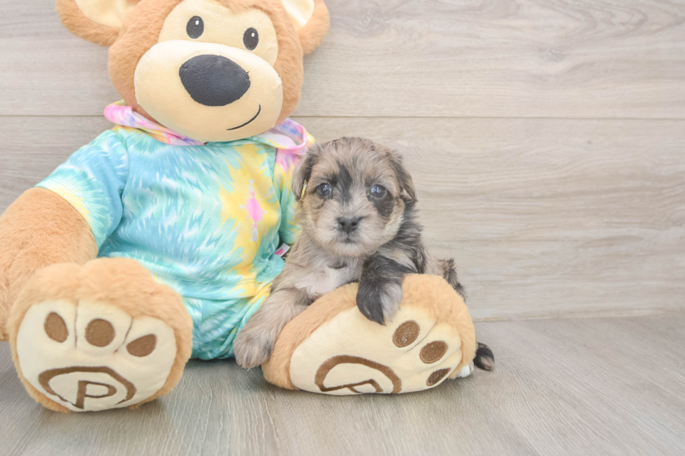 Small Yorkie Poo Baby