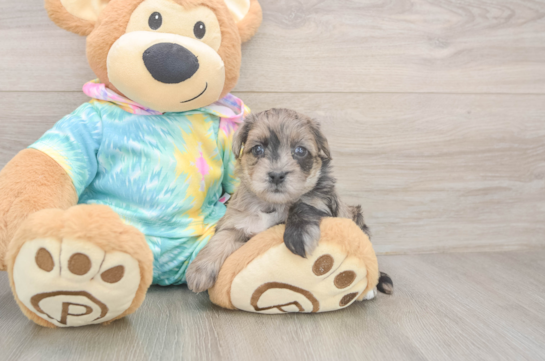 Small Yorkie Poo Baby