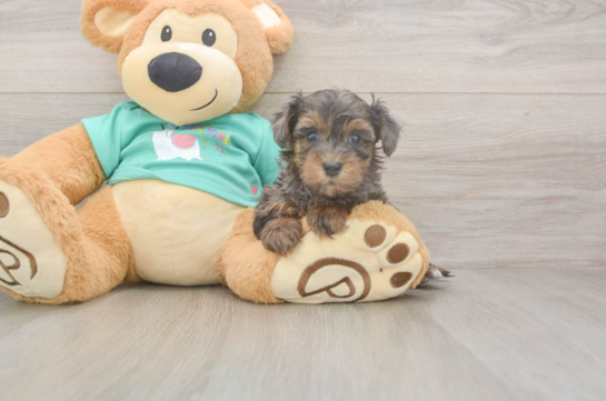 5 week old Yorkie Poo Puppy For Sale - Seaside Pups Small Yorkie Poo Baby
