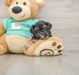 6 week old Yorkie Poo Puppy For Sale - Seaside Pups