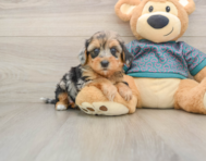 8 week old Yorkie Poo Puppy For Sale - Seaside Pups