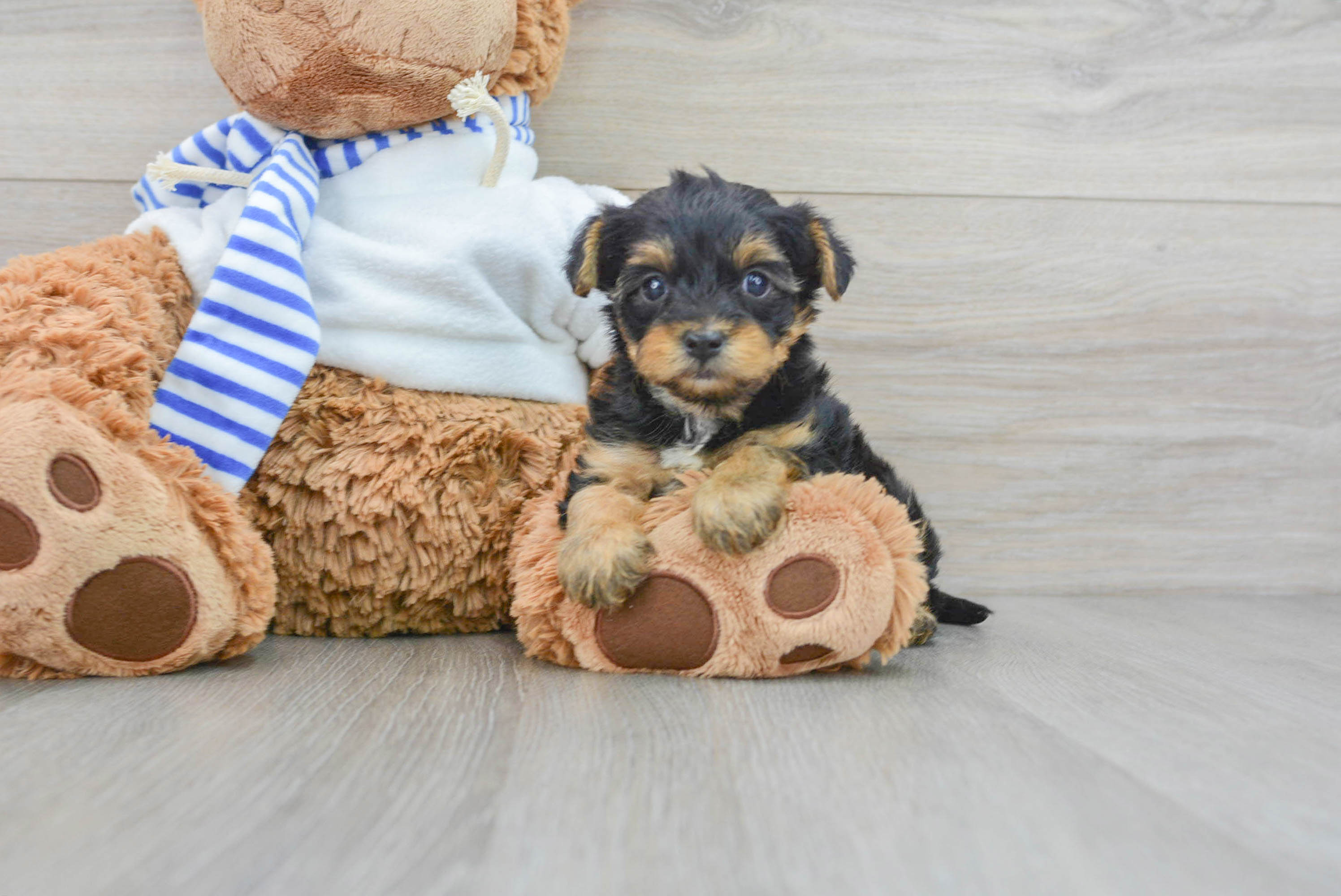 Teacup yorkie poo cheap