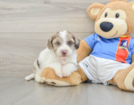 6 week old Yorkie Poo Puppy For Sale - Seaside Pups