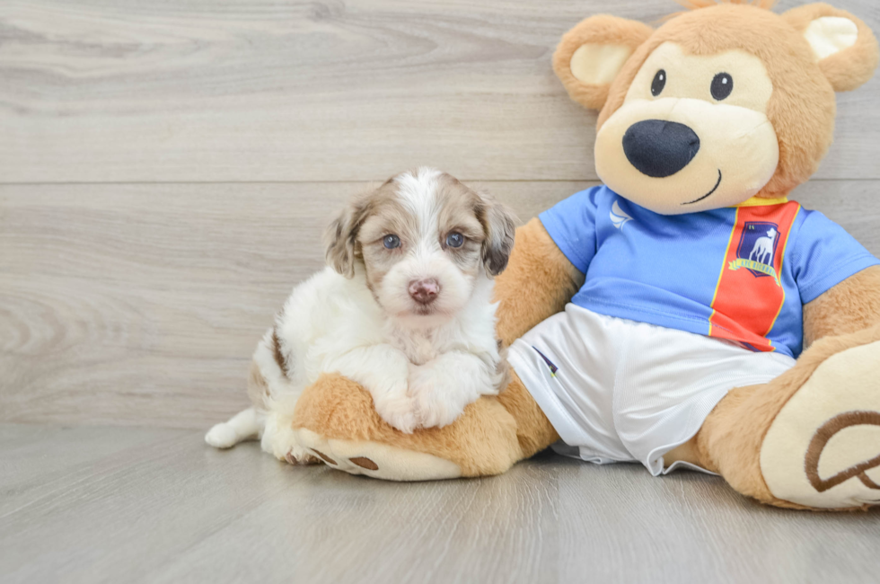 6 week old Yorkie Poo Puppy For Sale - Seaside Pups