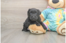 Small Yorkie Poo Baby