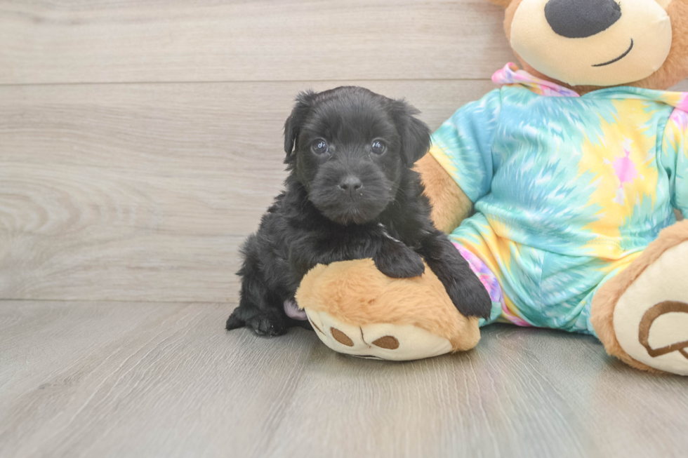 Small Yorkie Poo Baby